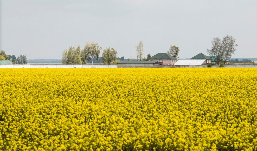Аграрії вимагають відновити експорт сої та ріпаку