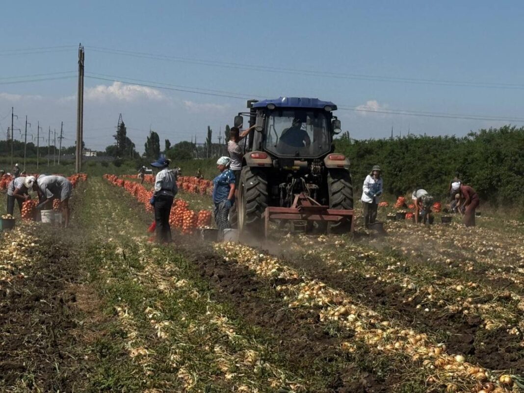 Збір врожаю корейської цибулі на Одещині