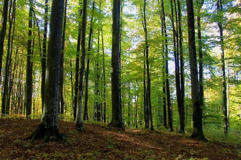 Букові праліси